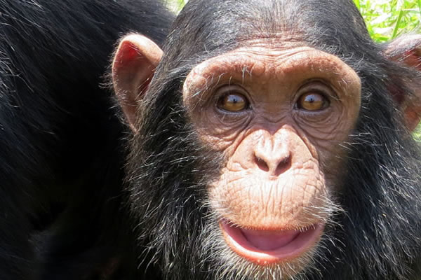 5 Days Gorilla Chimps and Lake Kivu