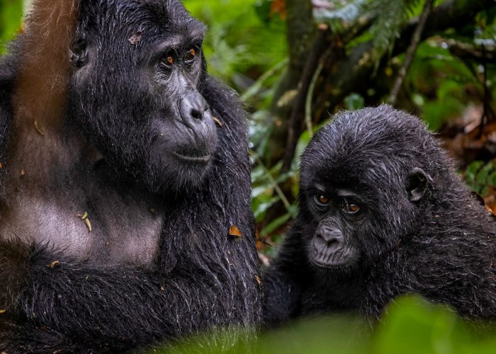 6-days-gorilla-and-chimpanzee-tracking-in-uganda
