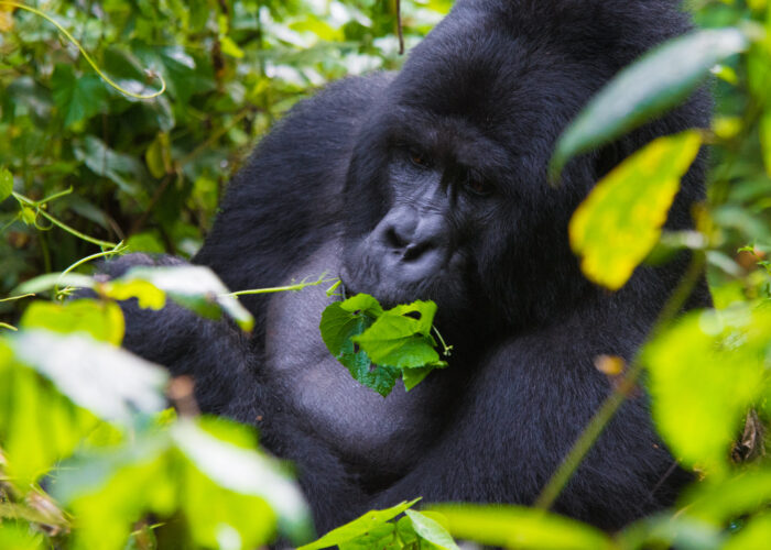 4 Day Gorilla and Chimpanzee Trekking Safari