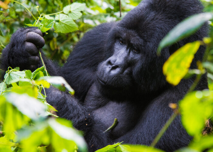 3 Day Uganda Gorilla