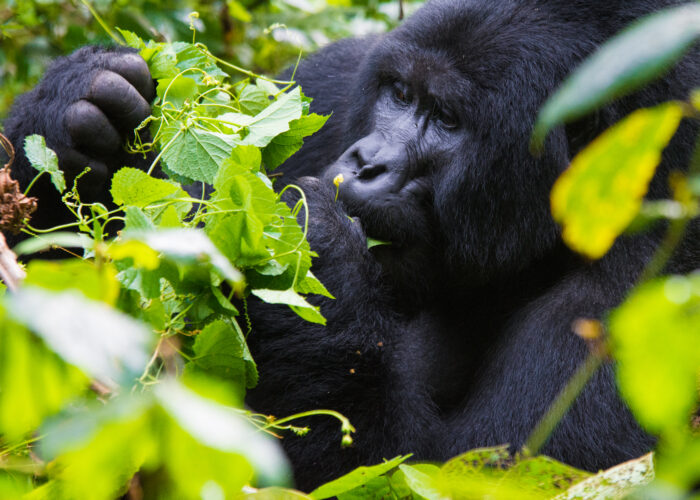 6 Day Rwanda Primate Safari