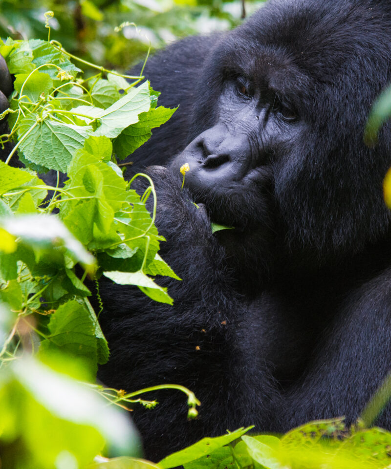 6 Day Rwanda Primate Safari