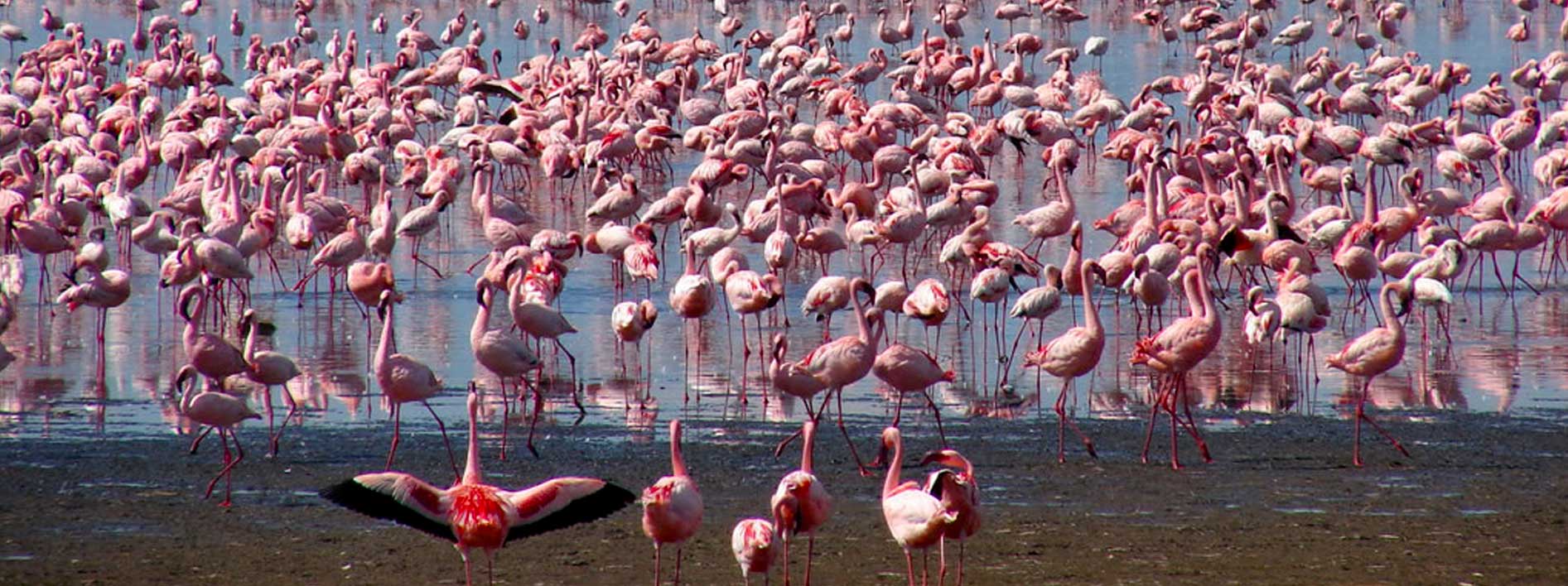 flamingo-birds-in-lake-nakuru