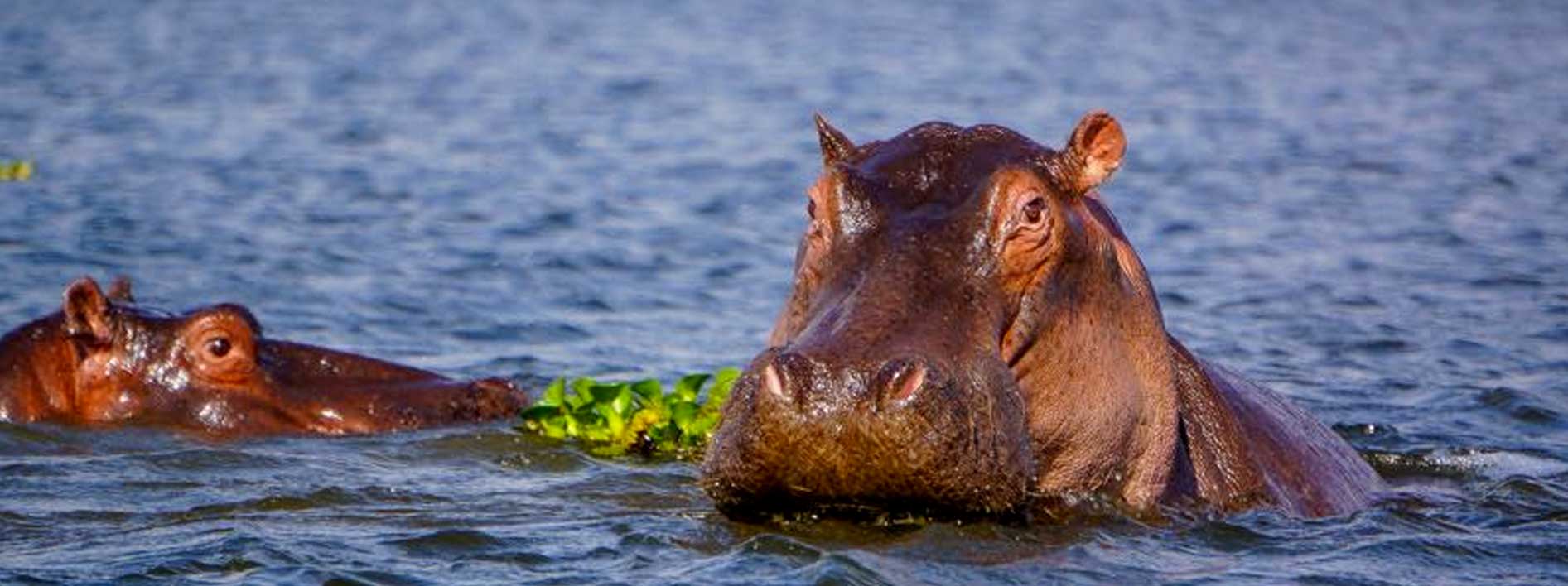 hippos-in-uganda