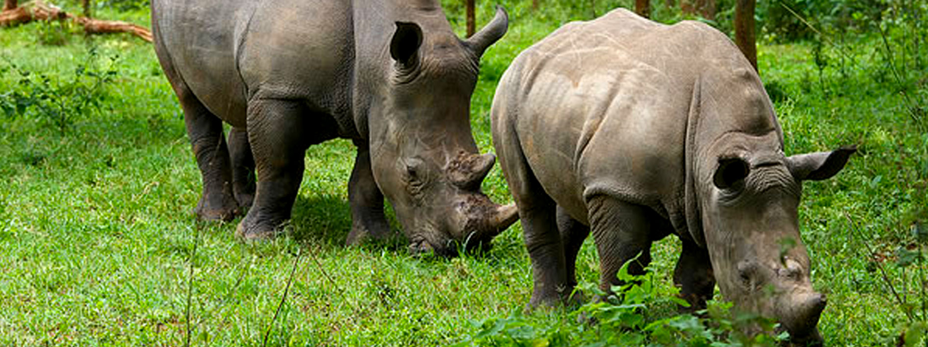 rhinos-in-uganda