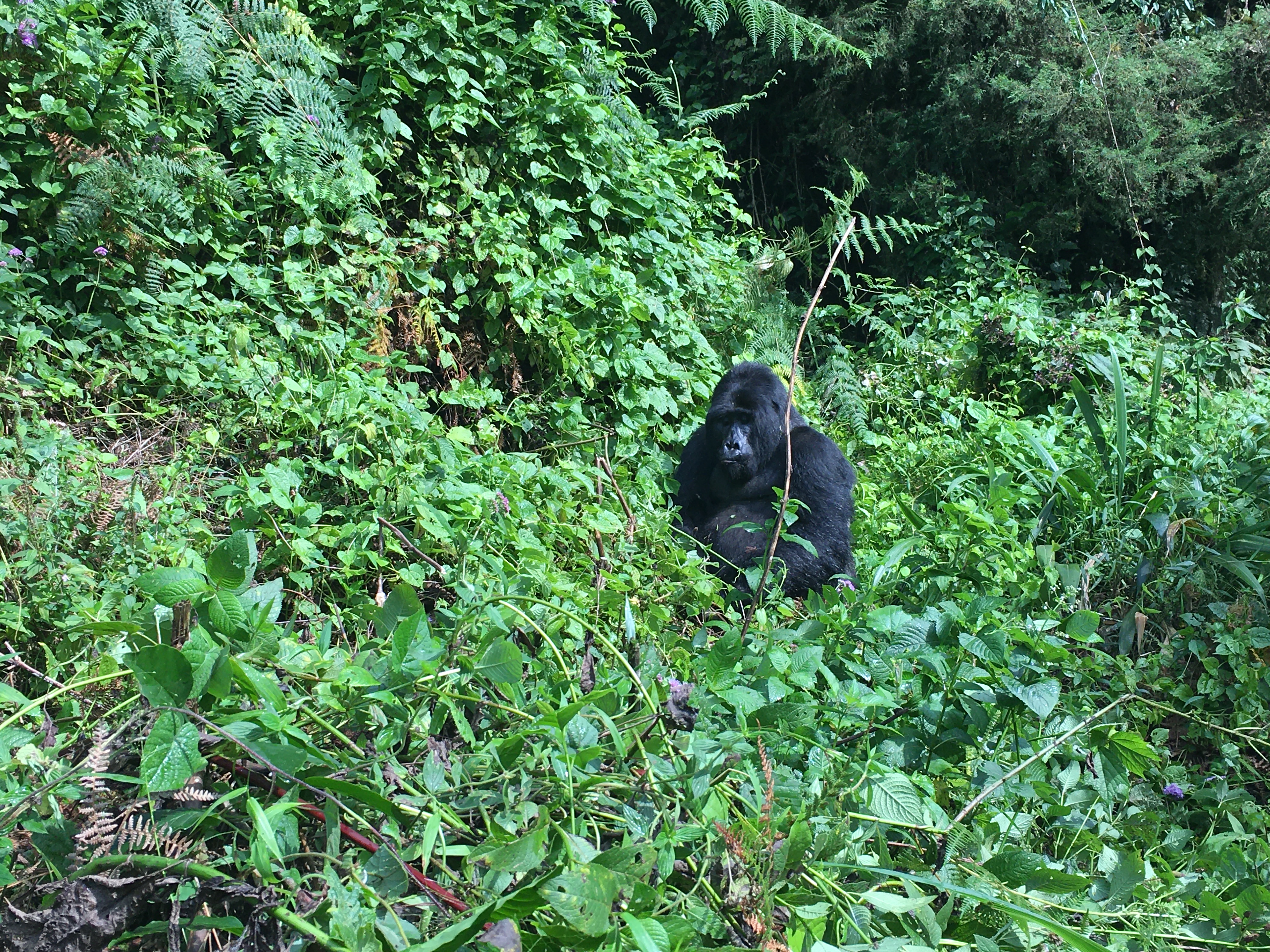 About Gorillas Trekking Adventure