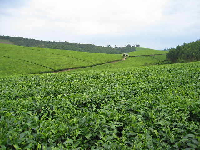 Agro-Tourism In Uganda