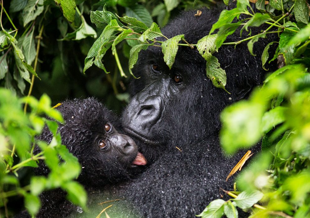gorilla-trekking-in-uganda