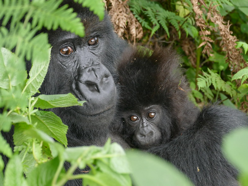 Gorilla trekking Regions in Uganda