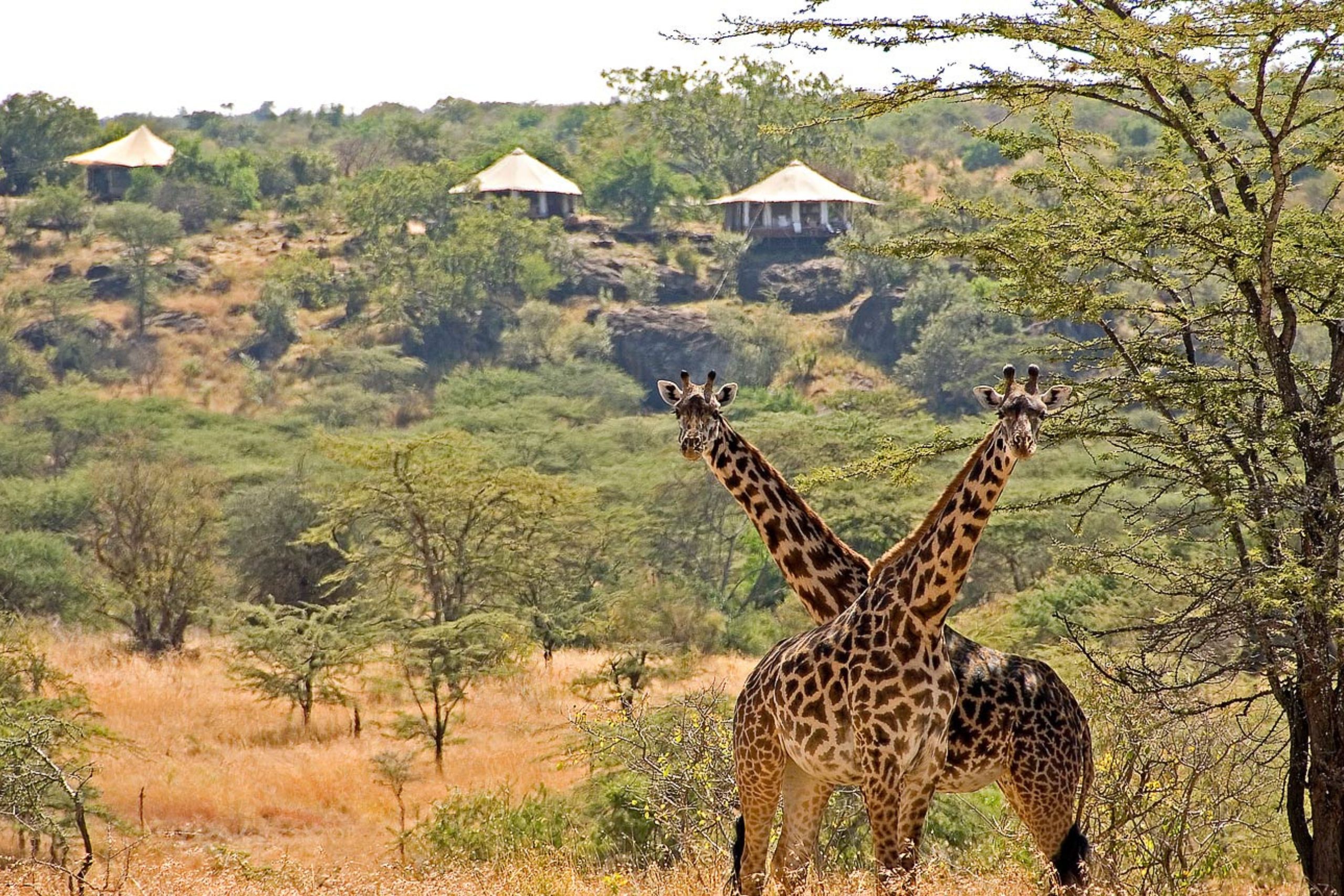 Budget African safaris