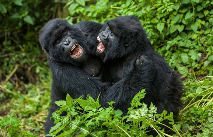 Planning a gorilla trip for old people