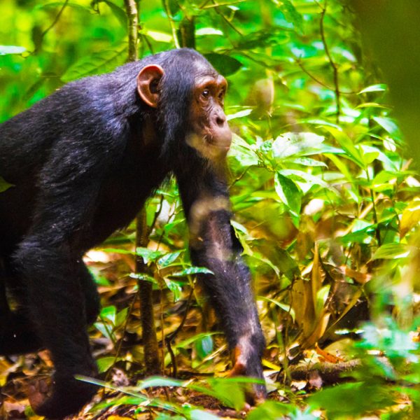 chimpanzee-safaris