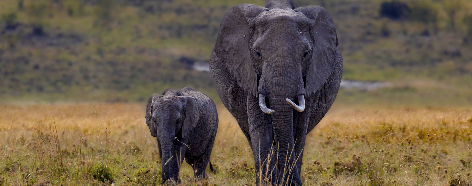 elephants-in-africa
