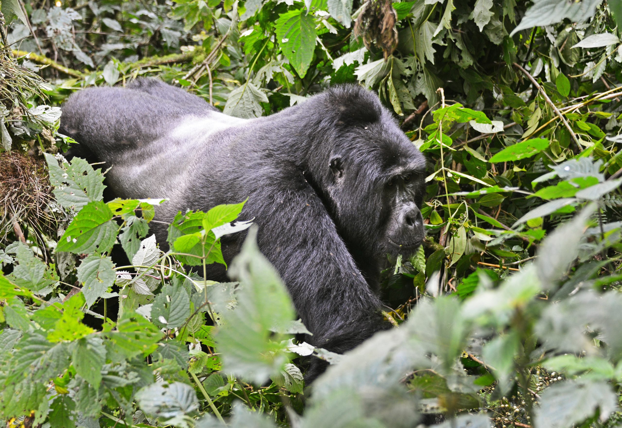 What to expect from a gorilla in Uganda?
