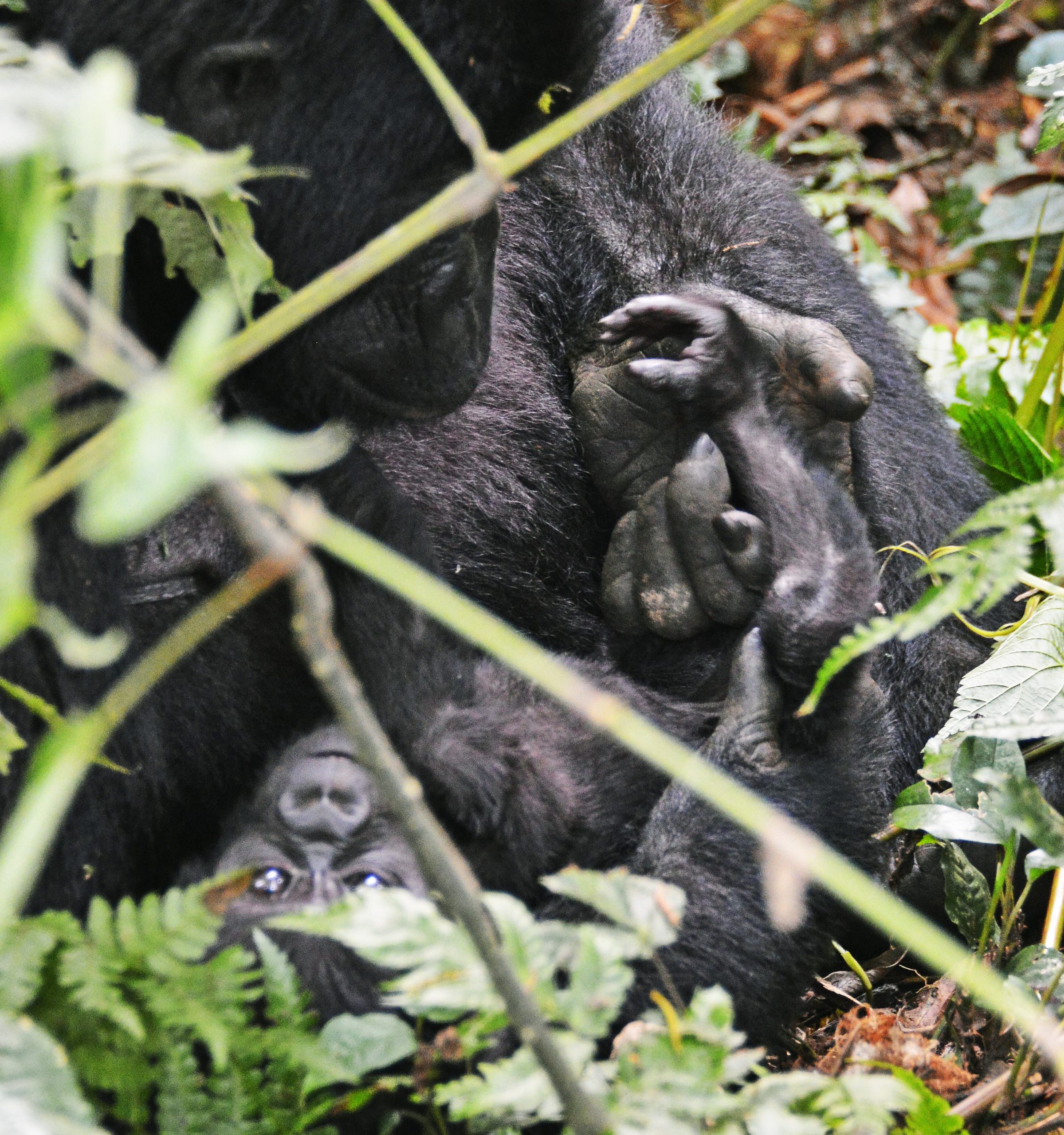 Gorilla and Chimpanzee Permit Guidelines