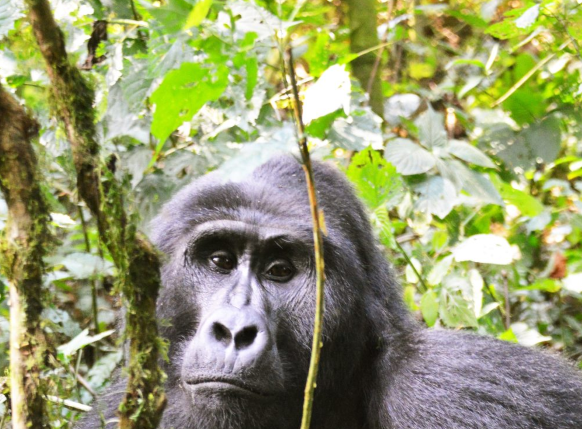 When to book a gorilla trekking permit?