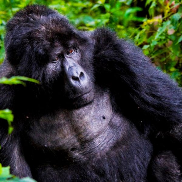 Which country is best for gorilla trekking?