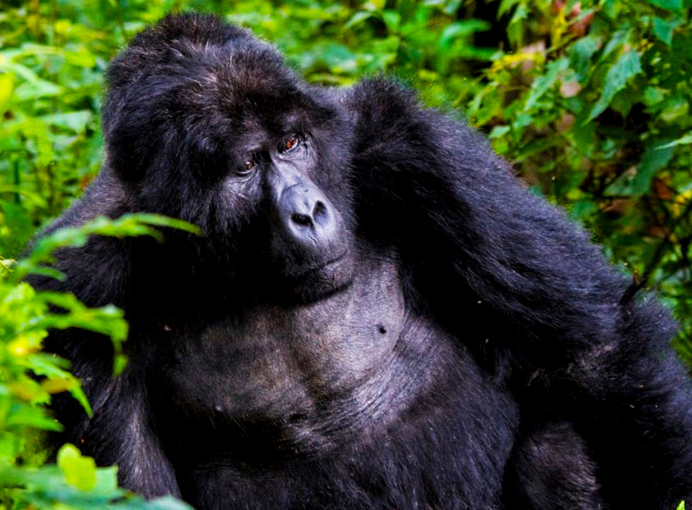Which country is best for gorilla trekking?