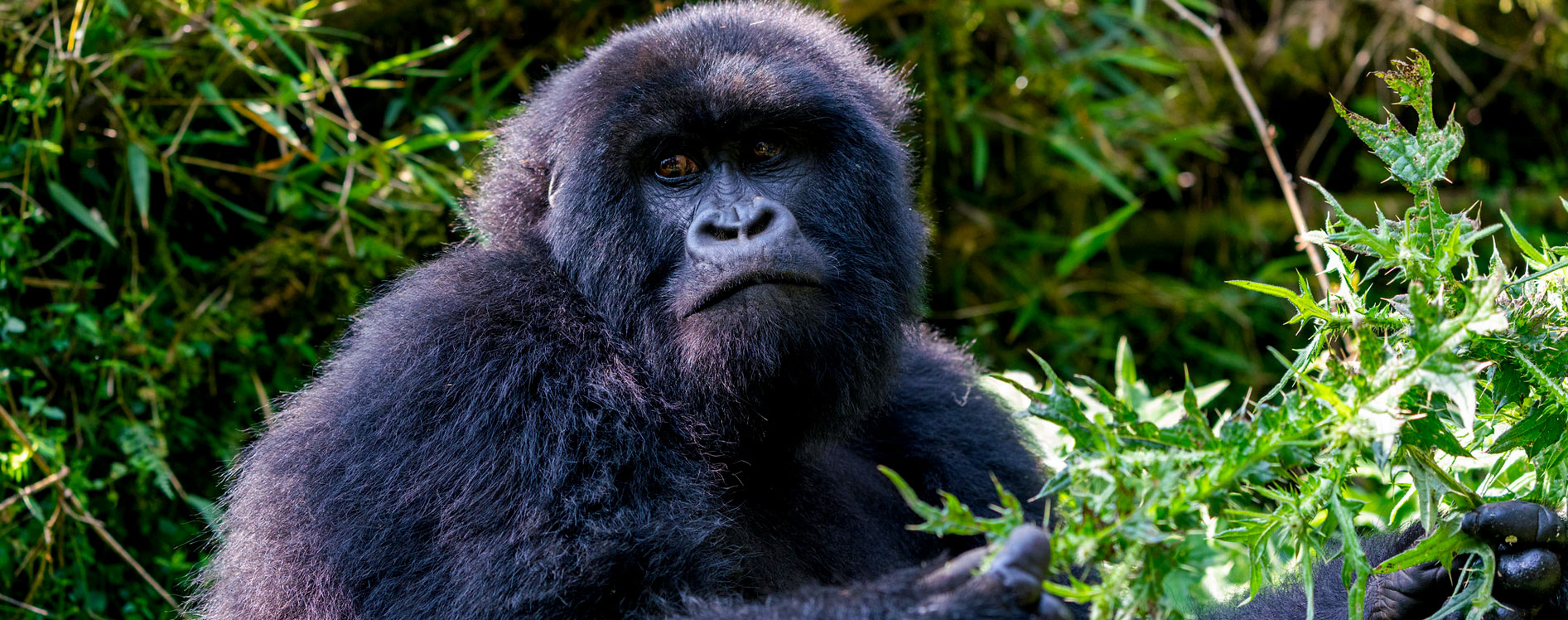 gorilla-trekking-experience-in-uganda
