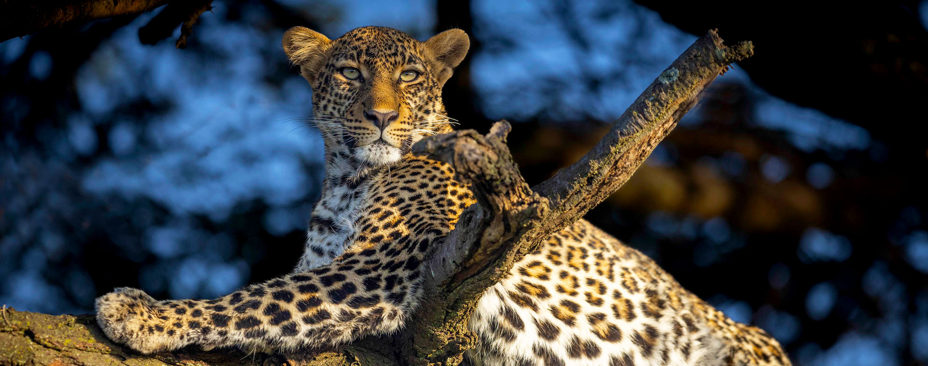 leopards-in-africa