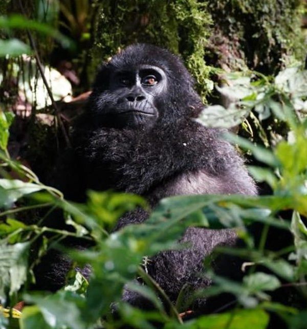 Mountain gorillas in Bwindi Impenetrable Forest National Park