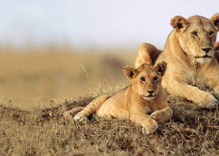 Explore the finest of Kenya with this tour provided by Kenya Bush Expeditions Tours and Travel to Mombasa, Tsavo East, Tsavo West and Amboseli/Nairobi