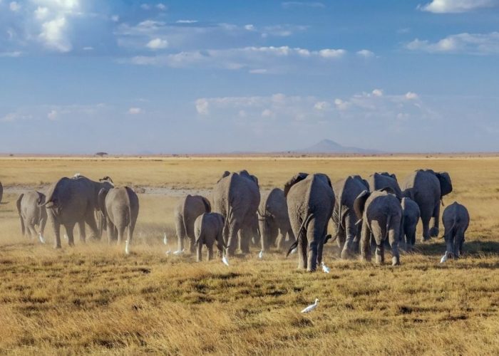 On this exciting safari to Kenya, you will explore the stunning sites and surroundings throughout the 6-Day Mara Nakuru & Amboseli Special Budget Safari