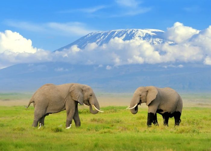 On our 7-Day Kenya Amboseli Lake Naivasha Amazing Budget Safari in Kenya offers you a chance to have Game drives and bush walks in the wilderness of Africa