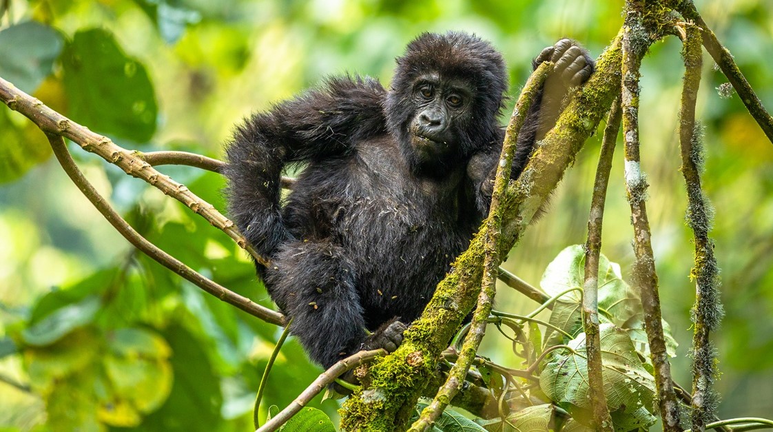What popular tours are done in Bwindi? The forest park is an impenetrable forest located in the Uganda and a popular destination for gorilla safaris