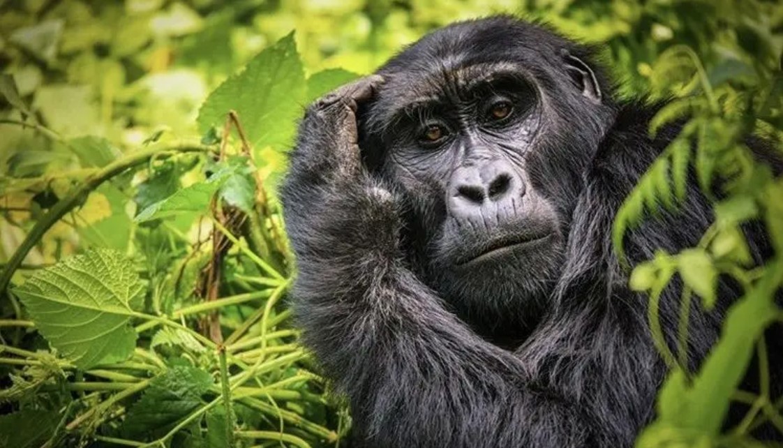 What to expect on a gorilla safari to Bwindi: Mountain gorillas are the closest relatives to human beings with over 98% of DNA they share with human beings