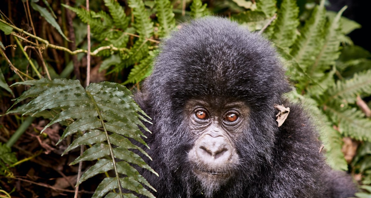 When can one book a gorilla permit to Bwindi?: As you planning to go gorilla trekking in Bwindi the first thing you should have is gorilla permit