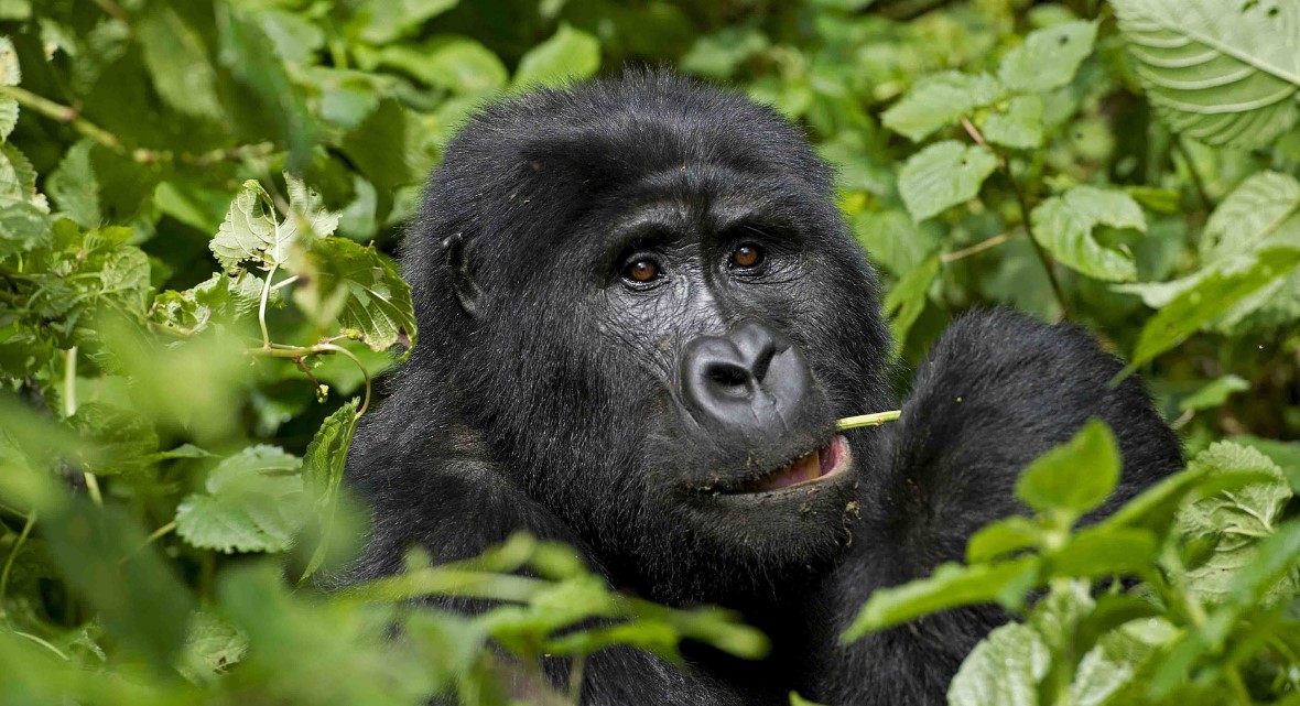 A gorilla habituation safari to Bwindi Impenetrable Forest is a once in a lifetime activity that involves tourists visiting semi-habituated gorillas