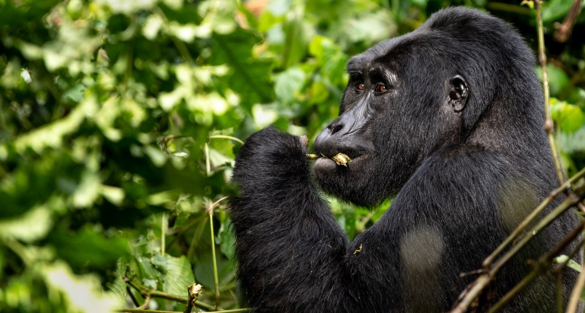 When to book a gorilla permit for Bwindi: The forest national park is a mountain gorilla destination famous for harboring the highest number of these primates