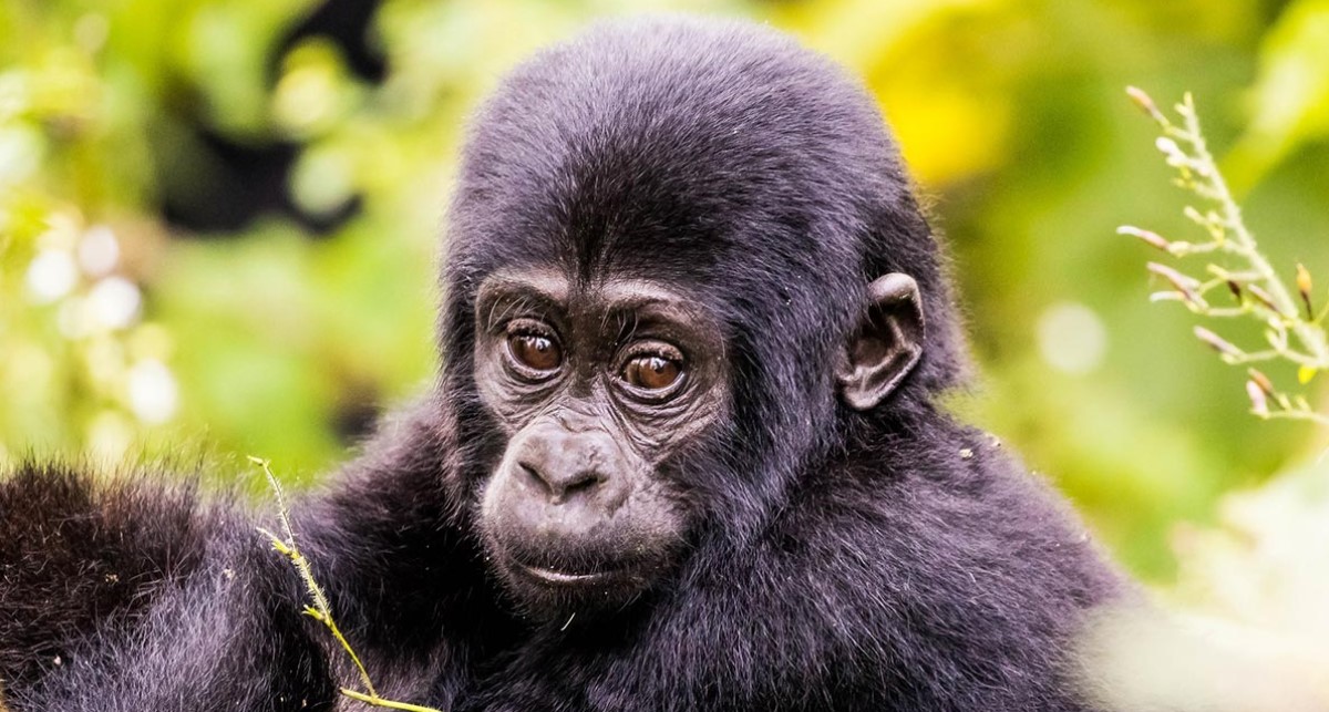 Where to encounter mountain gorillas in Bwindi: With the the highest population of these apes, the park is more popular than other gorilla destinations
