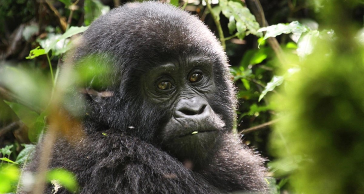 Who sells gorilla permits for Bwindi?: A gorilla permit is a document that allows tourists to visit mountain gorillas in their natural habitats