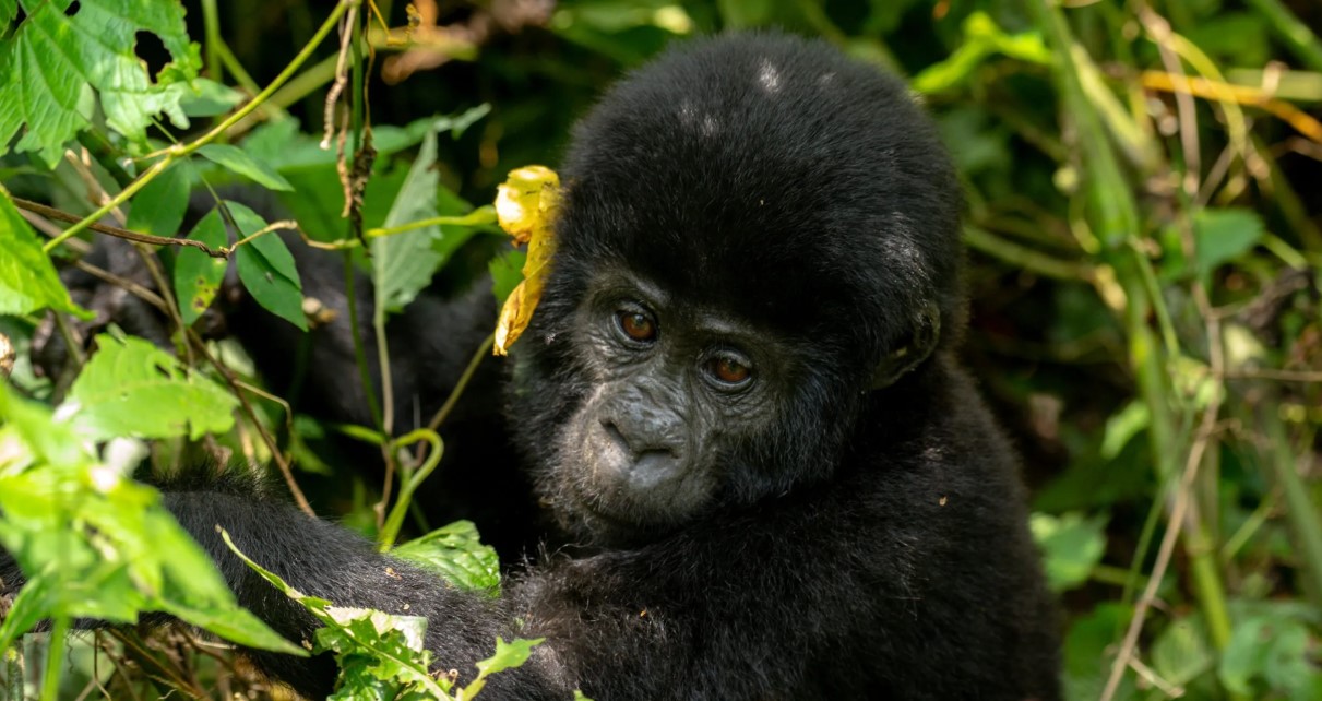 Why trek mountain gorillas of the Rushaga sector: Rushaga is one of the sectors of Bwindi Impenetrable Forest National Park in southwestern Uganda