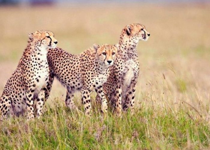 4 Days Group Safari to Serengeti and Ngorongoro is an incredible trip sounds like a two-night group tour to the popular travel destinations due their breathtaking scenery
