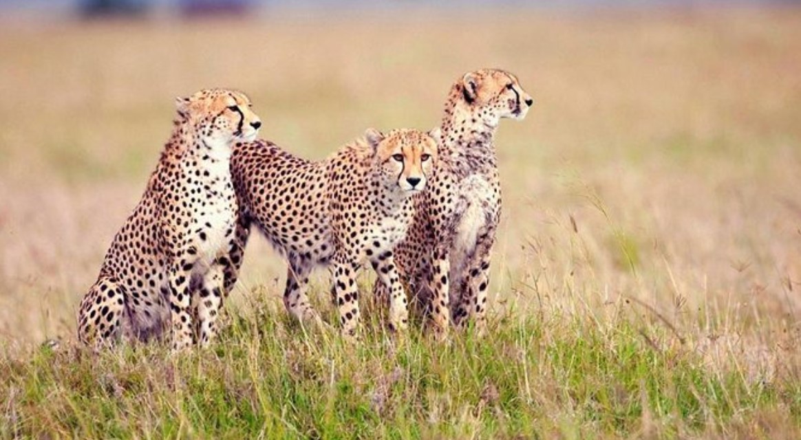 4 Days Group Safari to Serengeti and Ngorongoro is an incredible trip sounds like a two-night group tour to the popular travel destinations due their breathtaking scenery