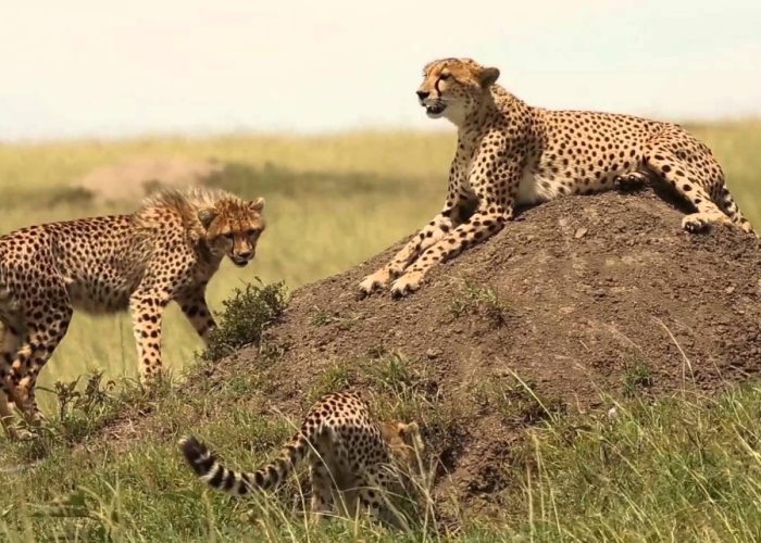 5-Days Kenya Wildlife Experience: Take a luxurious five-day trip to see the Masai Mara and Lake Nakuru, two of Kenya's most famous parks