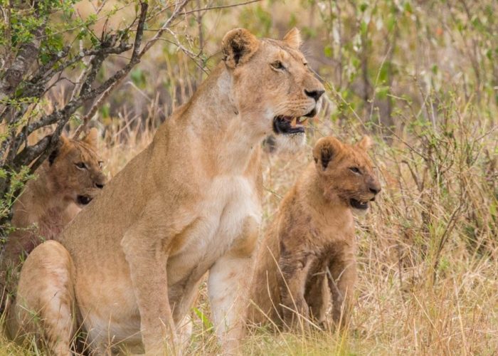 6-Day Safari in Kenya and Tanzania: From the famous Masai Mara to the expansive plains of the Serengeti and the distinctive Ngorongoro Crater, this is a fantastic chance to see the finest of East Africa's wildlife