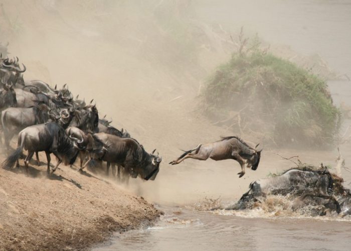 6-Days Adventure Crossing of the Mara River July–September, This adventure only happens in Masai Mara of Kenya and Serengeti of Tanzania