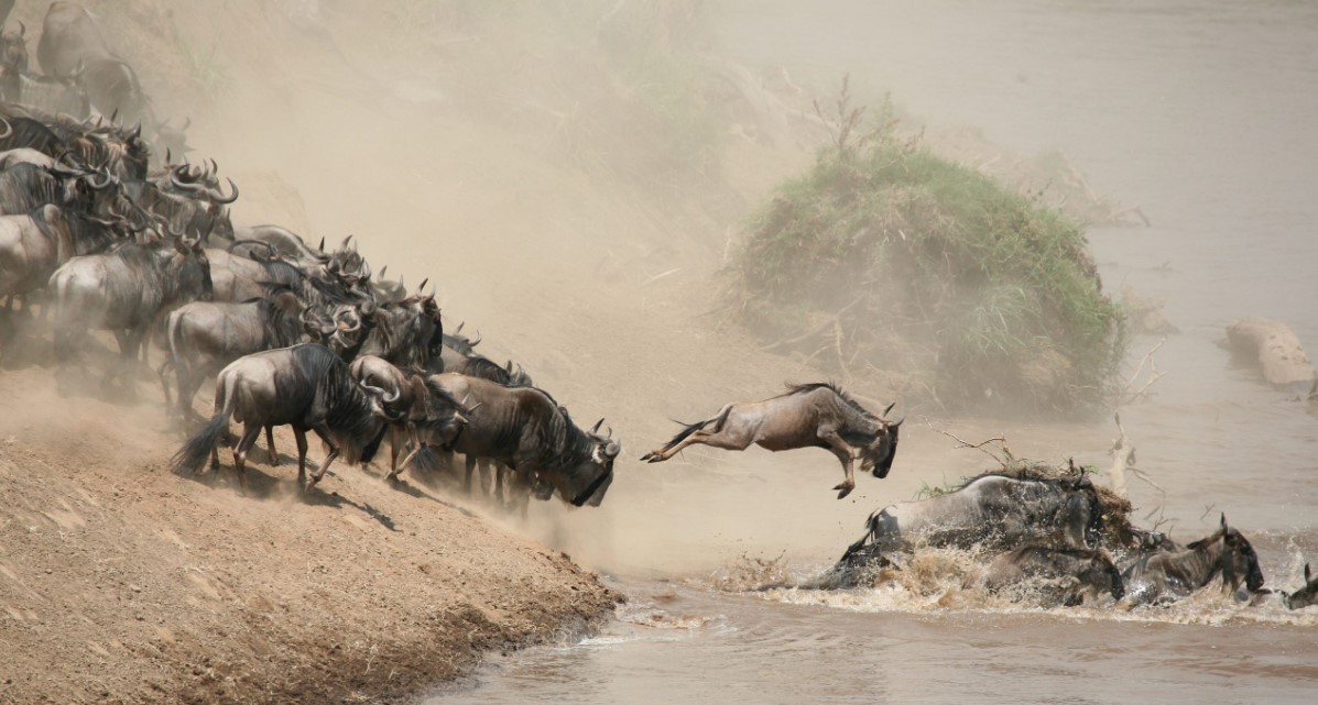 6-Days Adventure Crossing of the Mara River July–September, This adventure only happens in Masai Mara of Kenya and Serengeti of Tanzania