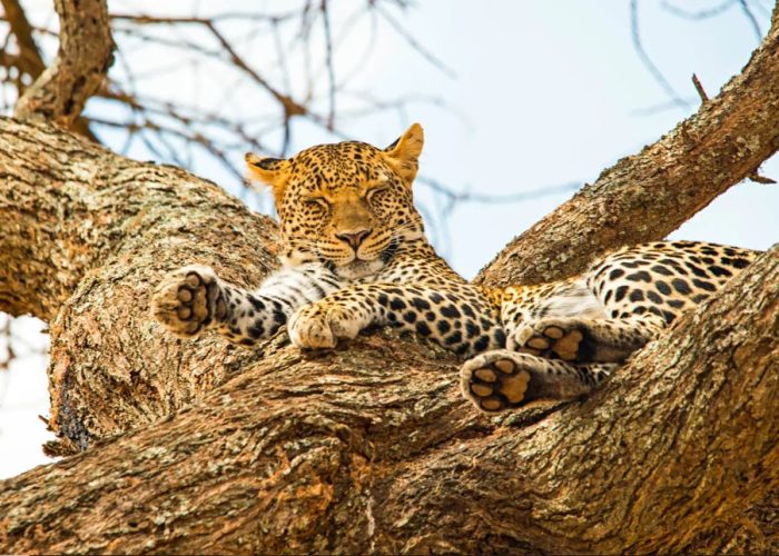 7-Days Big Five Safari in Tanzania Serengeti: On this tour, you will discover and explore national parks in Northern Tanzania, one of the best destination