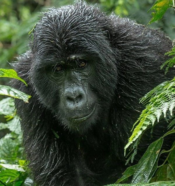 What is the best time to buy gorilla permits for Bwindi?: A gorilla permit is a document that allows a tourist to be encounter gorillas in their natural habitats