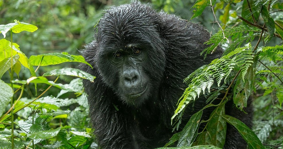 What is the best time to buy gorilla permits for Bwindi?: A gorilla permit is a document that allows a tourist to be encounter gorillas in their natural habitats