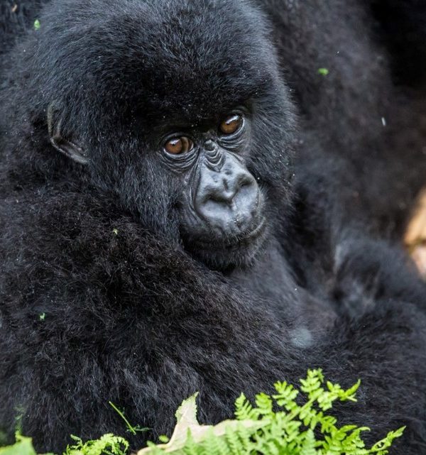 What is the best time to have a gorilla safari in Bwindi Impenetrable Forest one of the popular destinations for gorilla trekking safaris