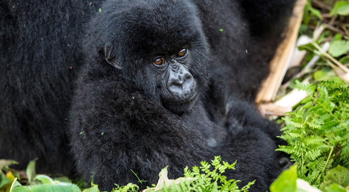 What is the best time to have a gorilla safari in Bwindi Impenetrable Forest one of the popular destinations for gorilla trekking safaris