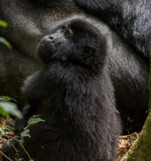 What is the cost of seeing gorillas in Bwindi? Trekking mountain gorillas in their natural habitats has always been a dream come true for a lot of travelers in different parts of the world