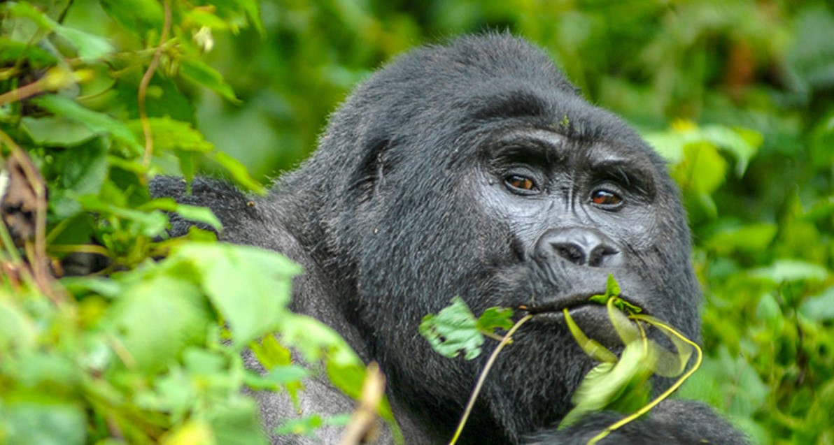 What is the price of gorilla habituation permits in Bwindi? Gorilla habituation is an exercise that allows tourists to be with mountain gorillas for a maximum of 4 hours in their natural habitats
