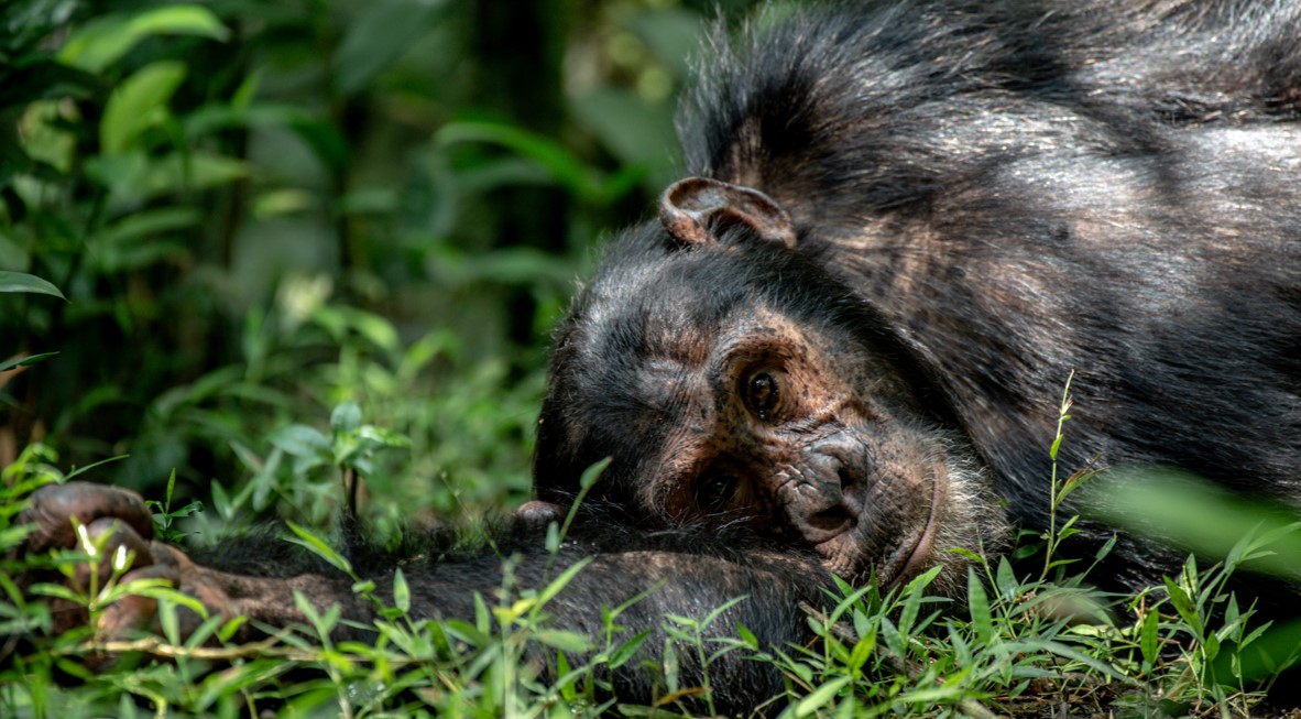 A combined wildlife safari in Kibale Forest and Semuliki both situated in Bundibugyo and Fort Portal, respectively, in western Uganda.